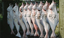 Hanging fresh AlaskaHalibut
