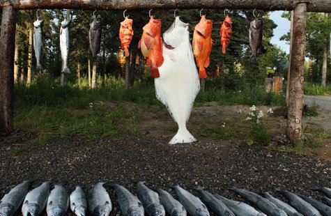 several fish hanging from hooks