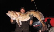Alaska Ling cod  huge  more than an armful