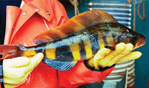 mackerel