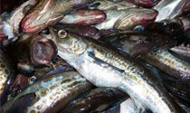 Alaska pollock