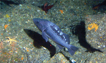 rock fish