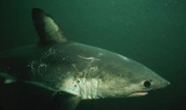 salmon shark You will often catch these when Halibut fishing