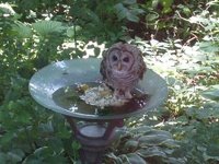 baby owl in birdbath