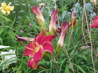 flowers on the property