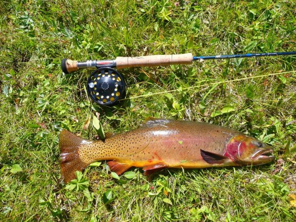 cutthroat trout and fly rod lake fishing in Beartooth Wilderness area