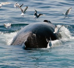 Whale and Seabird Watching Package at Hillsdale House Inn