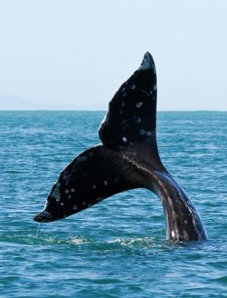 Whale and Seabird Watching Package at Hillsdale House Inn