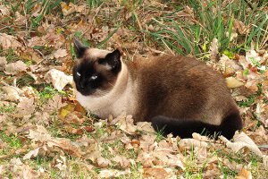 Simon the Cat at Hillsdale House Inn