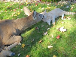Deer and Cat Kissing