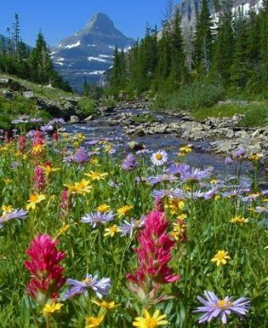 Wildflowers at Glacier National Park Near Candlewycke Inn