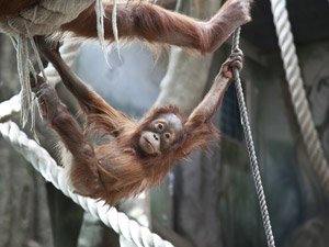 Bridgetown Motor Inn Oaklawn Farm Zoo Package