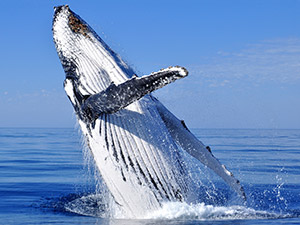Whale watching at Bridgetown Motor Inn near Nova Scotia