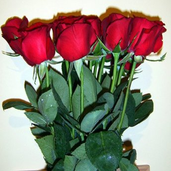 roses at York House Inn in Rabun Gap, Georgia