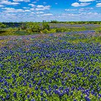 bluebonnets near the North Texas Area Bed and Breakfast Association