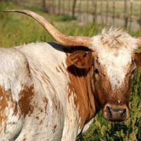 Longhorn near the North Texas Area Bed and Breakfast Association