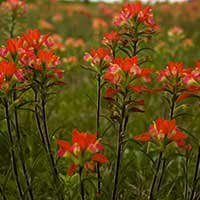 Indian Paintbrush near the North Texas Area Bed and Breakfast Association