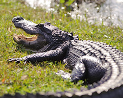 Gatorland
