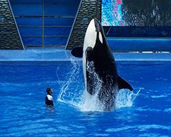 SeaWorld Orlando - Photo by Matanya