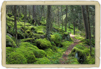 Great Smoky Mountains National Park photo by Miguel.v