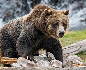 Grizzly Bear