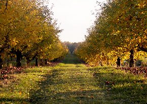 Cornell Orchards near City Lights Inn in Ithaca, New York