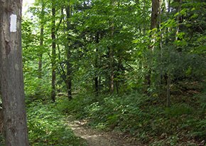 Hammond Hill State Forest near City Lights Inn in Ithaca, New York