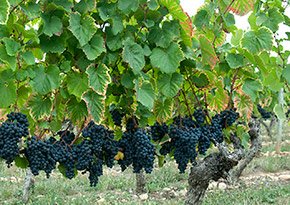 Wagner Vineyards near City Lights Inn in Ithaca, New York Photo by Peter Hastings