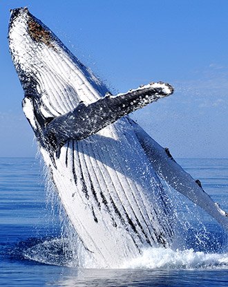 Whale Tour Package
