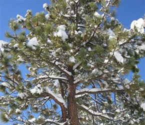 Winter Special at Alpenhorn Bed and Breakfast in Big Bear Lake, California