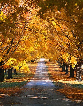 fall color Package at A Breath of Heaven Bed and Breakfast
