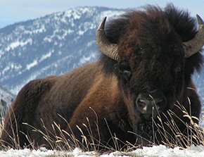 bison in the winter by yellowstone basin inn