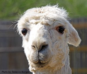 alpaca