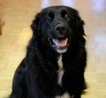 Clyde the lLodge Dog
