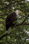 Bald Eagle in a Tree in Alaska