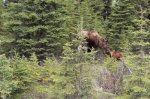 Mother Moose with baby