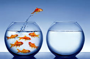 Golg Fish