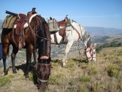 horses grazing above the yellowstone river canyon in yellowstone national park