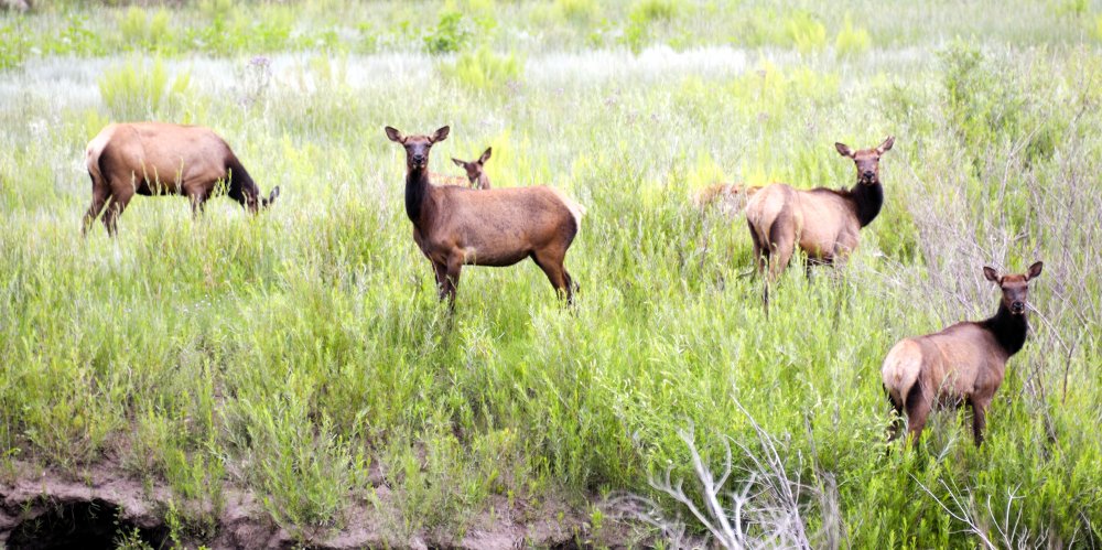 Elk heard near the Royal Gorge