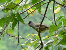 Birding near Lake Erie