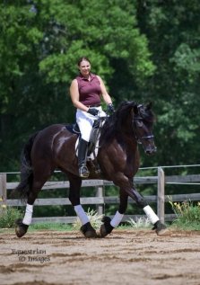 horse training at Rosehill Stables in
