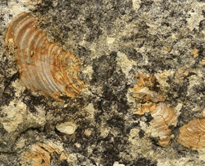 Fick Fossil Museum