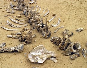 Dinosaur Fossil
