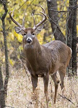 Deer in Kansas