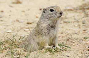 Prairie Dog Town in Oakley, Kansas