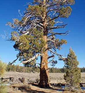 Gold Rush Tour in Holcomb Valley of California