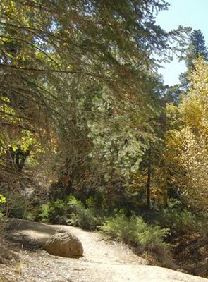 Hiking in Big Bear California