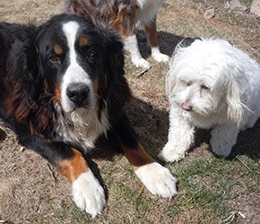 Rocky and Chester the dogs at Lake View Inn in Wolfeboro, NH
