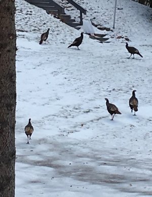 Turkeys at Sutton House B&B