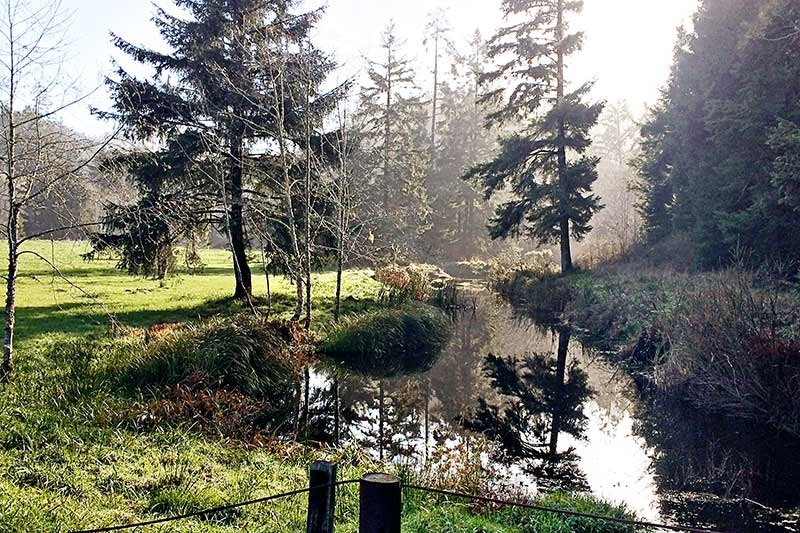 Meadow at Honey Bear by the Sea in Ophir, OR